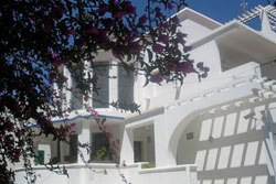 A Buganvilia