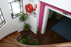 A Buganvilia